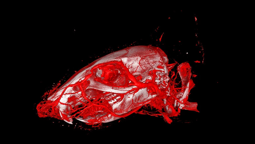 Dreidimensionale Darstellung der Blutgefässe eines Mäusekopfes mit Hilfe von Röntgencomputertomografie und des neu entwickelten Kontrastmittels XlinCA.