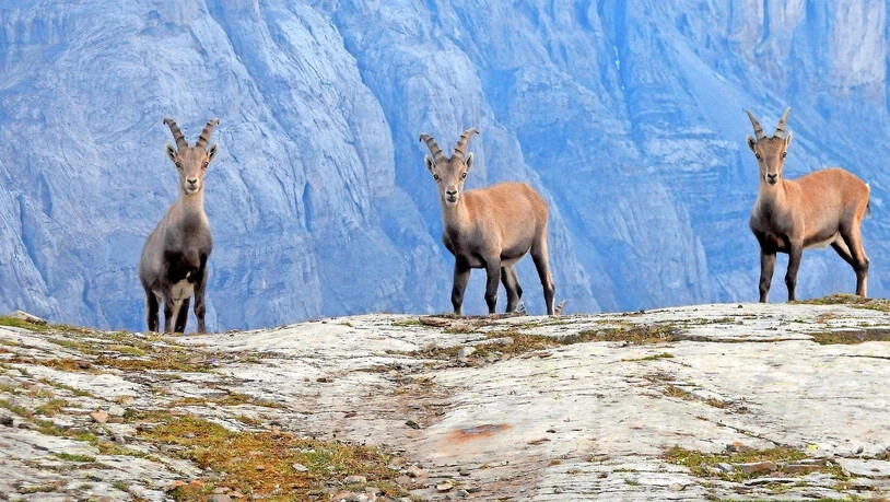 Drei von über 100 Tieren: Die Steinbockkolonie Limmern-Muttsee kann sich weiter erholen. 