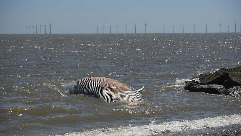 Ein etwa 12 Meter langer, toter Wal wurde an den Strand gespült. Foto: Joe Giddens/PA Wire/dpa