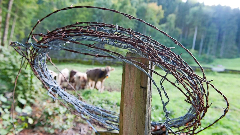 Den Jägern ein Dorn im Auge: Zäune aus Stacheldraht führen zu Unfällen von Wildtieren, schützen aber eingezäunte Weidetiere.Bild Archiv