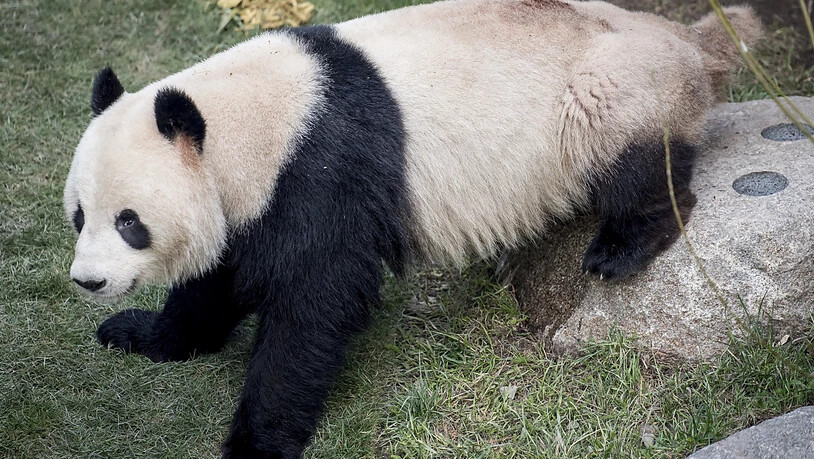 ARCHIV - Panda Xing sitzt in seinem Gehege im Kopenhagener Zoo. Das Tier entkam am Montag aus seinem Gehege und streifte durch den Park, bevor das Personal es betäuben und zurückbringen konnte. Foto: Mads Claus Rasmussen/Ritzau Scanpix/AP/dpa