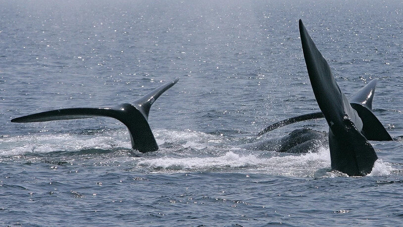 Ein Jungwal unterhielt in der kanadischen Metropole Montreal während Tagen die Bewohnerinnen und Bewohner. Nun ist der Wal wahrscheinlich mit einem Schiff kollidiert und gestorben. (Symbolbild)