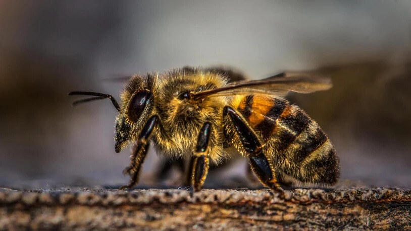 Die Bienen in Graubünden entwickelten sich nach den harten Wintermonaten gut.