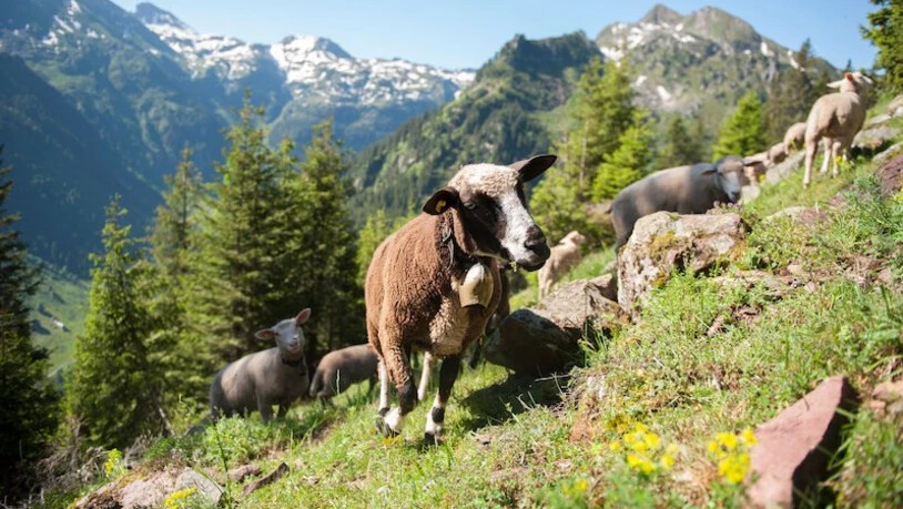 Im Juni häuften sich die sogenannten Schafskältetage – wovon sich die Schafe selber aber nicht gross beeindrucken liessen.