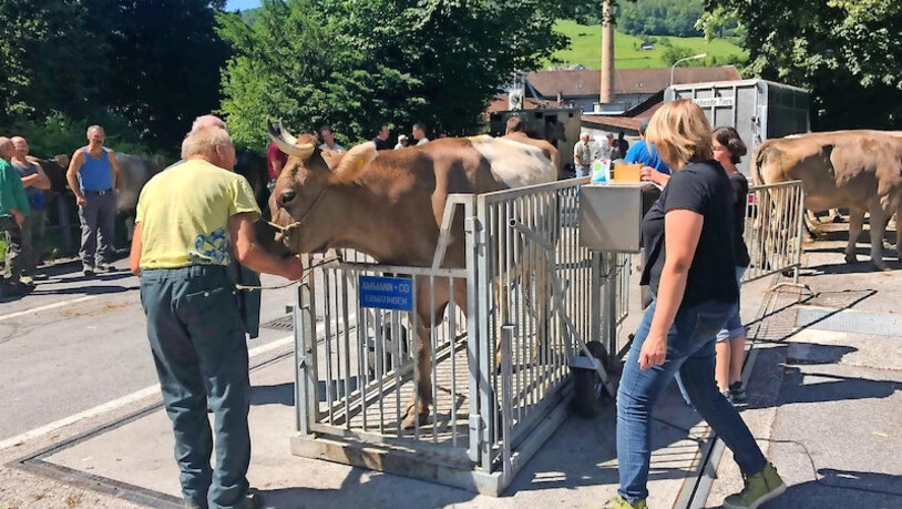 Die Küchenwaage reicht da nicht: Auf der Waage beim Volksgarten wird das Vieh gewogen und anschliessend versteigert.