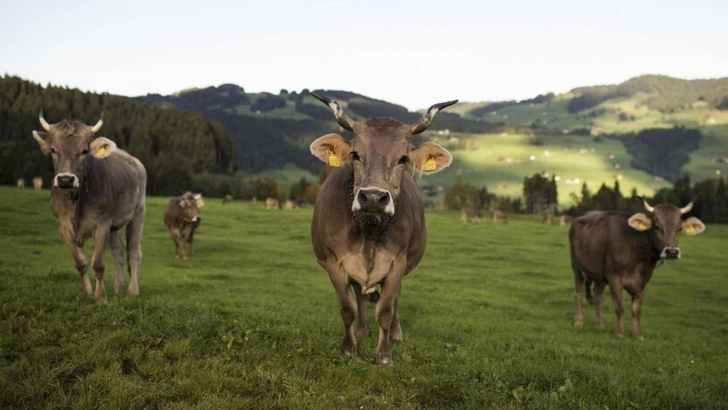 Um Zwischenfälle mit Kühen zu verhindern, benötigt es Verhaltensregeln.
