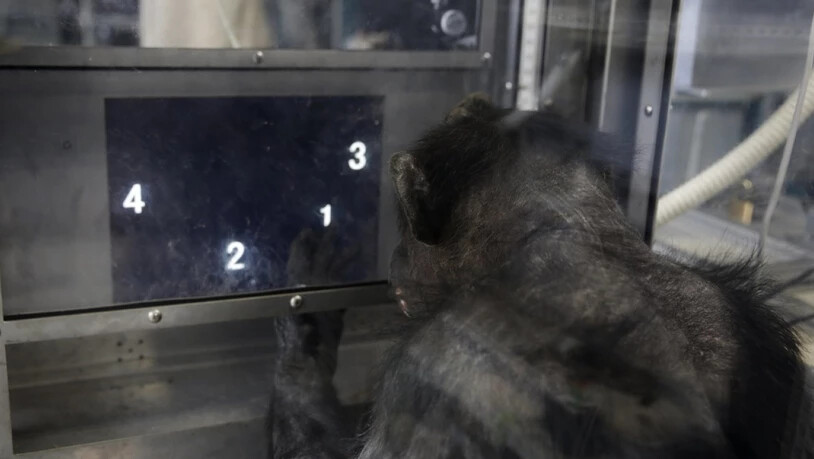Die Schimpansin Ai aus Kyoto macht Denksport für die Forschung. Ihre künftigen Artgenossen werden wie sie auf natürliche Weise gezeugt und nicht von der Forschung designt. Das Europäische Patentamt hat die Patentierung von gentechnisch veränderten…