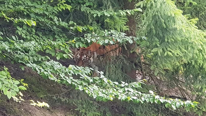 Die Amurtigerin Irina im Tigergehege des Zoo Zürich im Juli 2019. Am Samstag verletzte sie eine Tierpflegerin tödlich.