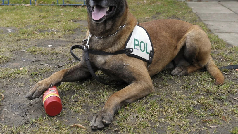Hunde der deutschen Bundeswehr werden darauf trainiert, Personen zu entdecken, die sich mit dem Coronavirus angesteckt haben. (Archivbild).
