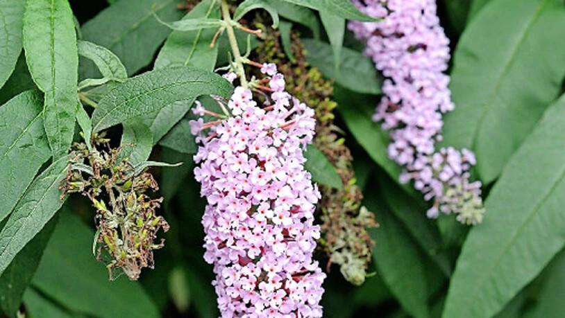 Eindringling: Der Sommerflieder sieht zwar schön aus, breitet sich aber auf Kosten von einheimischen Pflanzen aus.
