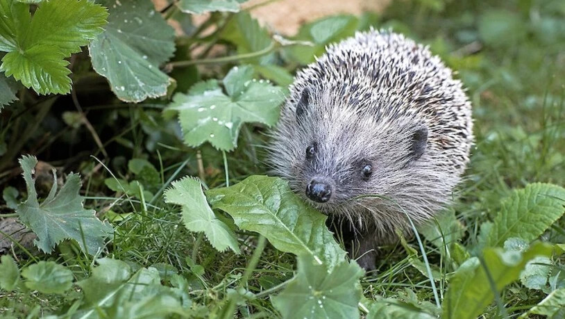 Wie man Igel schützen kann
