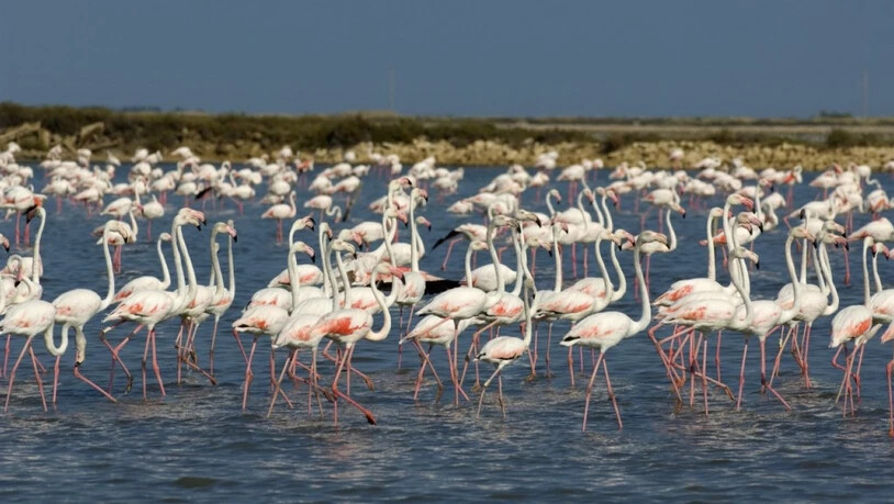 12'000 Flamingos sind in der Camargue geschlüpft. Ihr rosa Gefieder erhalten sie erst als Erwachsene. (Pressebild)