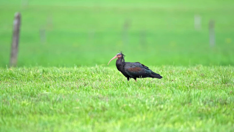 Unter Waldrappen scheint sich Benken als Rastplatz herumzusprechen: Drei der bedrohten Vögel besuchten in den letzten Monaten das Linthgebiet. Bild: Andreas Heeb