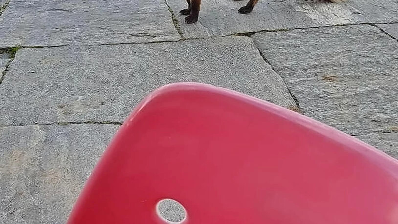 Wilde Gäste in Braunwald: Füchsin Mara lässt sich gern auf der Terrasse des Restaurants blicken, ein Murmeltier erkundet seelenruhig die Bergstation. 
