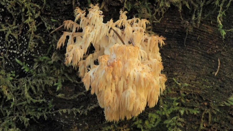 Kein Hypochonder: Der Tannen-Stachelbart mag sein Holz krank.