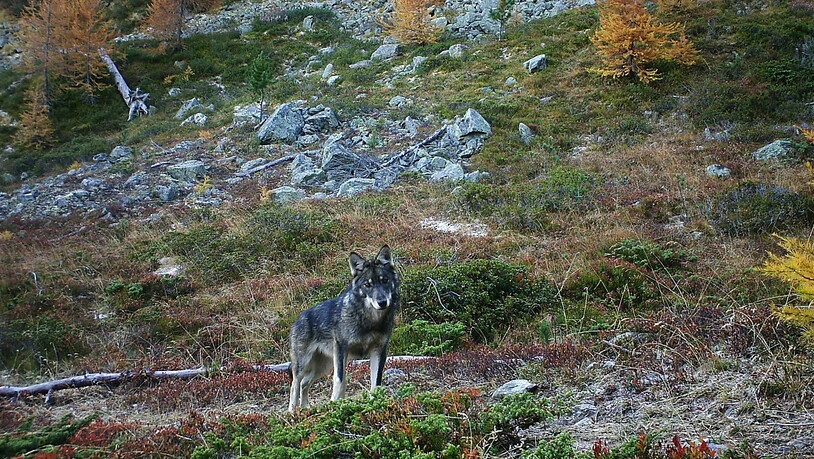 Ein im Spätherbst 2016 fotografierter Wolf im Augstbordgebiet im Oberwallis: Nicht allen ist die Rückkehr des Raubtieres recht. Das Volk stimmt im September über ein neues Jagdgesetz ab. (Archivbild)