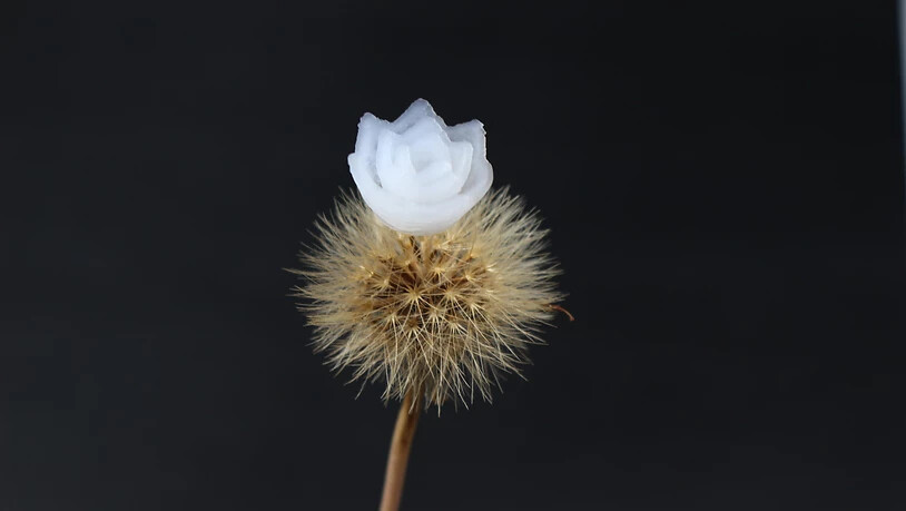 Die Empa-Forscher druckten eine federleichte Lotusblüte aus Aerogel.