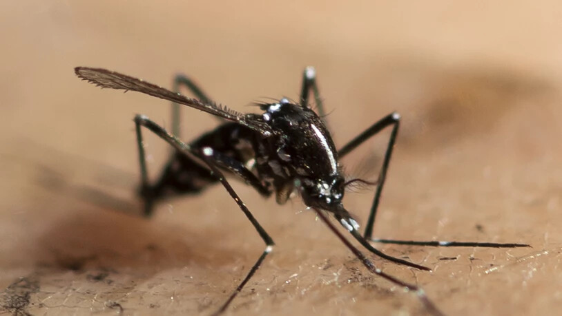Asiatische Tigermücken im Tessin beherbergen Erbgutanalysen zufolge keine für Menschen gefährlichen Viren.