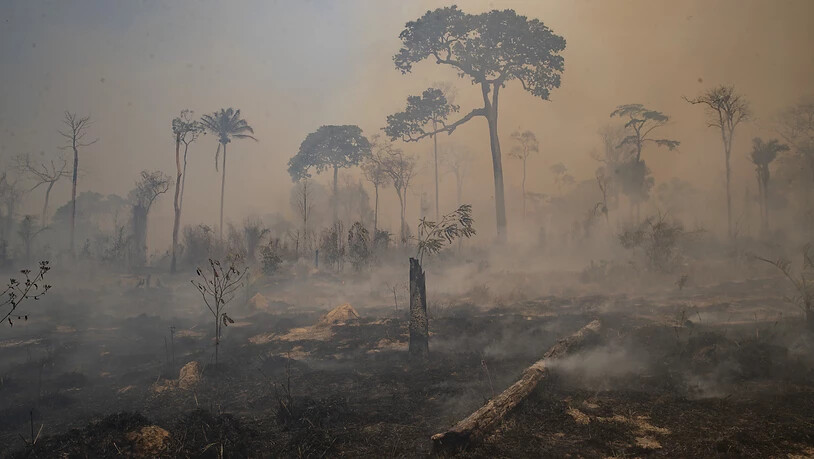 Rauch steigt während eines Brandes im Amazonas-Gebiet in Brasilien auf. Foto: Andre Penner/AP/dpa