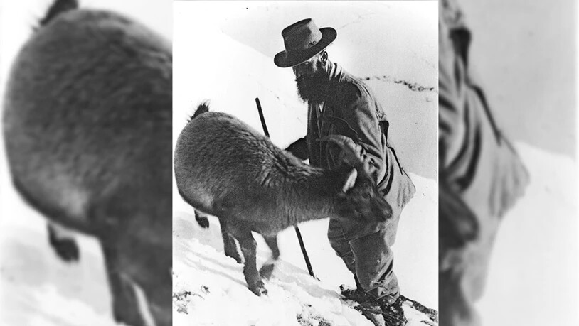 «Mein treuer Hans»: Der Wildhüter Andreas Rauch aus Pontresina baute in den Zwanzigerjahren eine «Freundschaft» zum Steinbock Hans auf. 