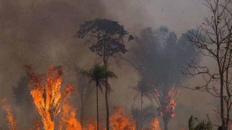 ARCHIV - Ein Waldstück im Amazonas-Gebiet steht in Flammen. Foto: Fernando Souza/dpa