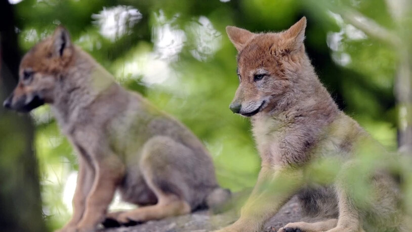 Im Wallis gibt es zwei Wolfsrudel mit Nachwuchs. Im Bild junge Wölfe im Zoo Zürich. (Symbolbild)