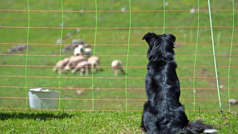Schutz vor dem Wolf: Ein Herdenschutzhund beobachtet Schafe auf der Alp Bösbächi in Luchsingen.