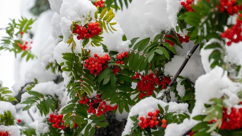 Der Wintereinbruch kam wohl auch für die Pflanzenwelt teilweise überraschend. 