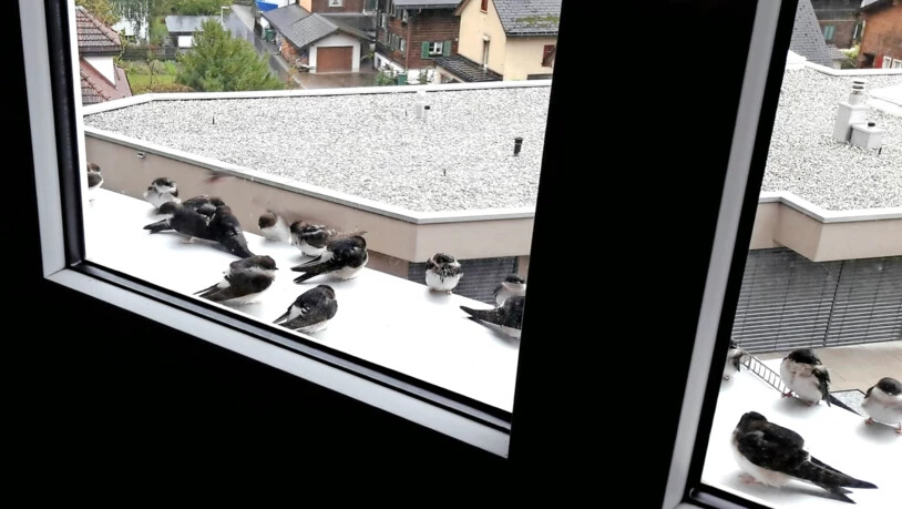 Die Schwalben mögen keine Kälte: Weil sie festsitzen, suchen sich die Mehlschwalben geschützte Fassaden mit rauem Putz.