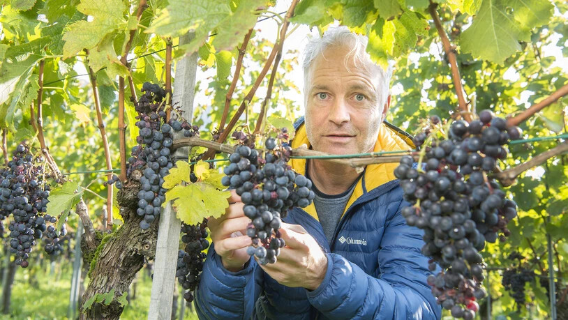 Der Bündner Rebbaukommissär Walter Fromm erzählt wie das Jahr für die Weinbauern verläuft.
