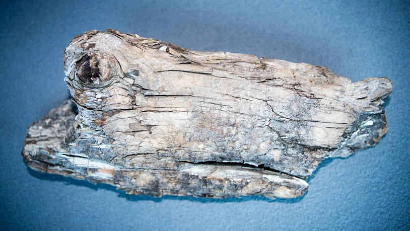 Im Morteratschgletscher wurde 10000 Jahre altes Holz gefunden.