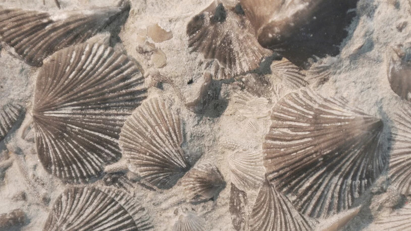 Durch die Bor-Isotopen-Analyse der Schalen von solchen Brachiopoden konnten Forscher rekonstruieren, was vor 250 Millionen Jahren zum grössten Massenaussterben der Erdgeschichte führte (Wikicommons).