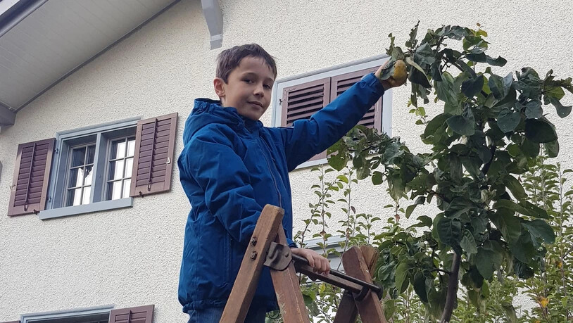 Spass im Garten: Wettbewerbssieger Jacob Marti aus Glarus bei der Apfelernte.
