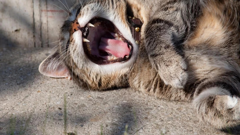 Zu gerne würden wir liegenbleiben und weiter chillen. Geht aber leider nicht. Also los, auf ins neue Jahr! 