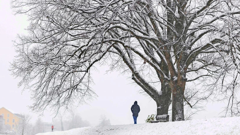 Im Winter verliert der Baum seine Blätter und wirkt nackt. 