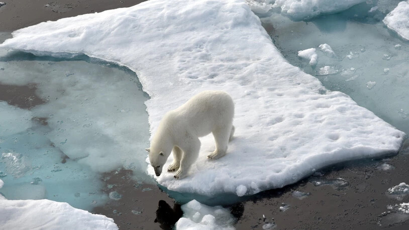 ARCHIV - Ein Eisbär steht im Nordpolarmeer auf einer Eisscholle. Der mehrstündige «Climate Ambition Summit» am 5. Jahrestag des Beschlusses des UN-Klimaabkommens wird per Livestream übertragen. Foto: Ulf Mauder/dpa