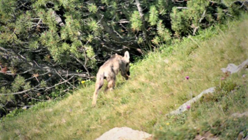 Ein Welpe aus dem Albula- respektive dem Muchettarudel, aufgenommen in diesem Sommer.