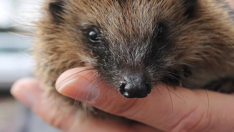 Ein neues Zuhause: Die Igelstation in Mels nahm die Igelbabys auf. 
