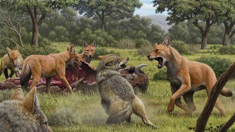 Eine künstlerische Darstellung eines Streits zwischen zwei Wölfen und einem Rudel "Schattenwölfe" um einen Bisonkadaver. Die Tiere waren entgegen bisherigen Vermutungen nicht nahe miteinander verwandt.