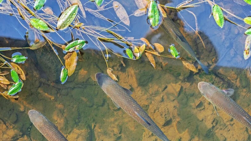 Im flachen Wasser: Alets kann man auch vom Trockenen aus beobachten. Pressebild Dani Luther