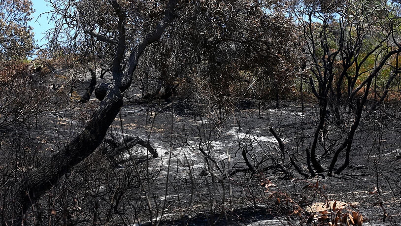 ***FILE IMAGE***.Bushfire damage is seen outside the Cathedrals camping ground on  K'gari (Fraser Island), QLD,  Saturday, November 21, 2020. Tourists have been ordered to stay away from Queensland's world heritage-listed Fraser Island as a massive…