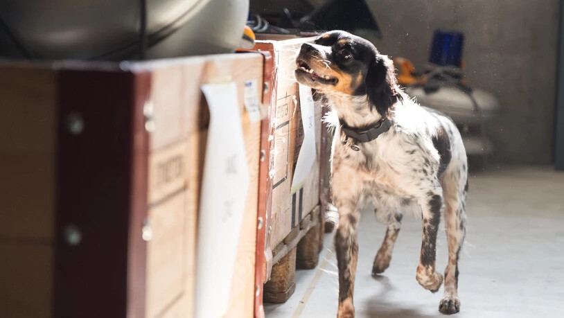 Dieser Epagneul Breton ist ein Betäubungsmittelspürhund bei der Kantonspolizei.