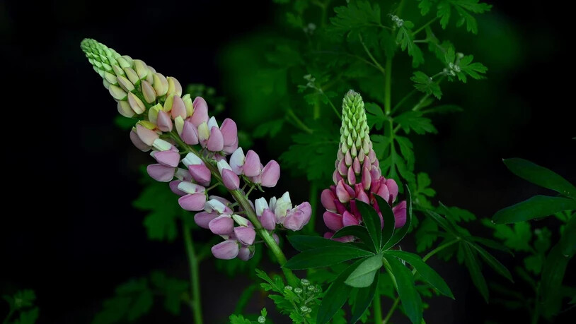 SYMBOLBILD / PIXABAY