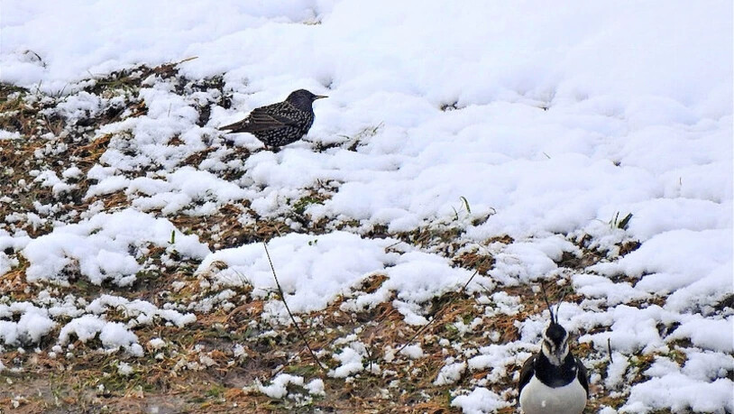 Der ideale Rastplatz: Kiebitze und weitere Vögel haben eine grosse Wasserpfütze in Diesbach auf dem Rückweg aus dem Überwinterungsgebiet als Zwischenstopp ausgewählt.