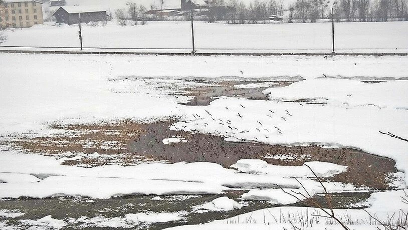 Der ideale Rastplatz: Kiebitze und weitere Vögel haben eine grosse Wasserpfütze in Diesbach auf dem Rückweg aus dem Überwinterungsgebiet als Zwischenstopp ausgewählt.