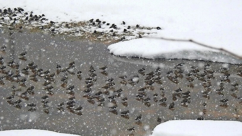 Der ideale Rastplatz: Kiebitze und weitere Vögel haben eine grosse Wasserpfütze in Diesbach auf dem Rückweg aus dem Überwinterungsgebiet als Zwischenstopp ausgewählt.