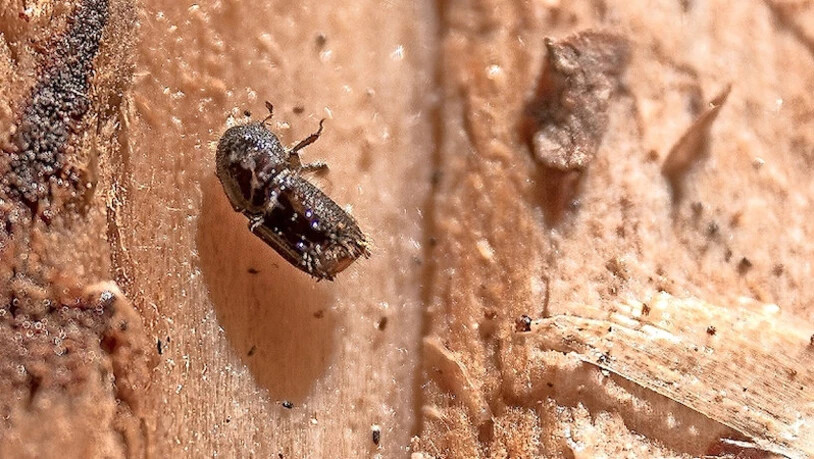 Problematisch: Der Borkenkäfer verursacht grosse Schäden. Bild: Keystone