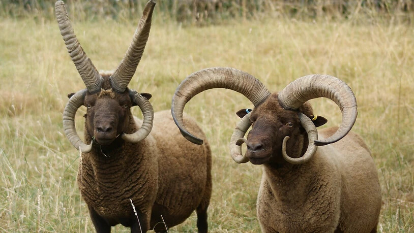 Bestimmte Schafe besitzen wie einige Ziegen mehr als zwei Hörner. Der Grund dafür liegt im Erbgut der Tiere, wie eine neue Studie zeigt.