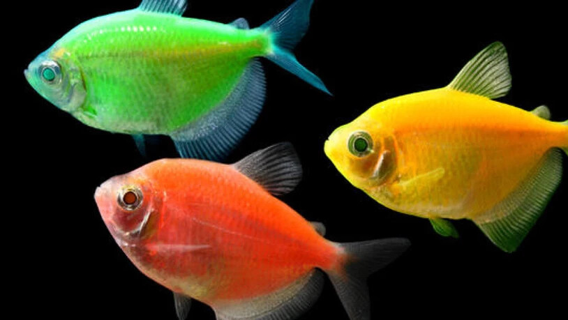 Gentechnisch veränderte Fische, die zum blossen Spass ihrer Besitzer in verschiedenen Farben fluoreszieren. Aber Affen mit Parkinsonsymptomen zu züchten - das geht Tierschützern dann doch zu weit. Die juristische Beschwerdekammer des Europäischen…