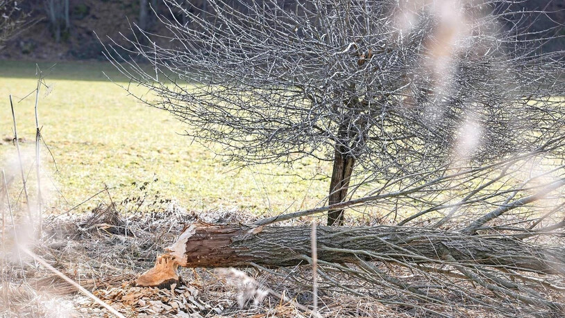 Das Werk des tierischen «Holzers»: Entlang des Escherkanals sind etliche vom Biber gefällte sowie angenagte Bäume zu sehen.